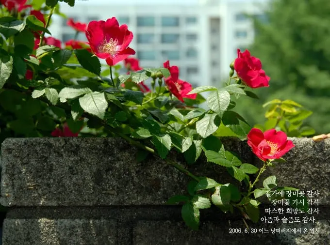 길가에 장미꽃