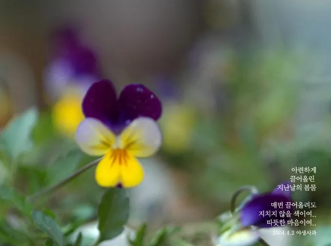 아련하게 끌어올린