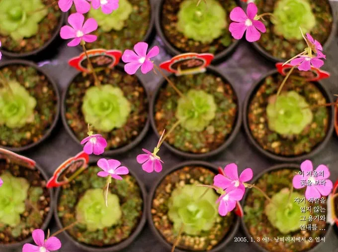이 겨울의