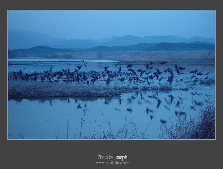 우포늪 / 철새