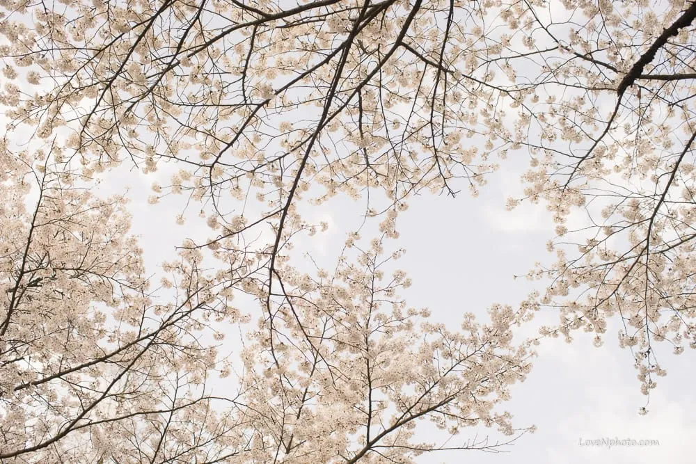 노래하는 풍경 #375