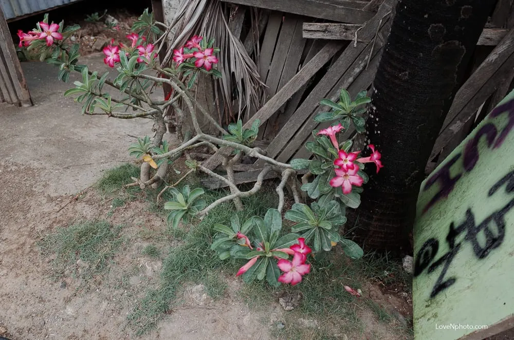 노래하는 풍경 #501