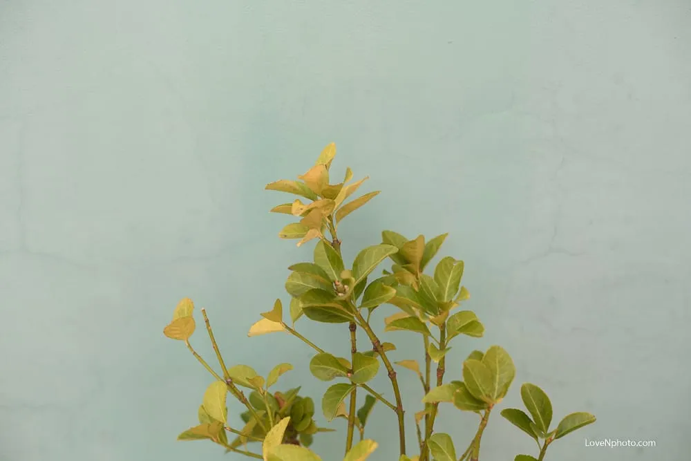 노래하는풍경#955