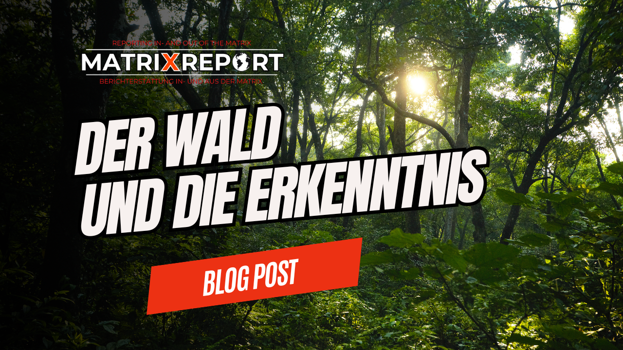 Wie alles miteinander verbunden ist - Der Wald und die Erkenntnis feature image