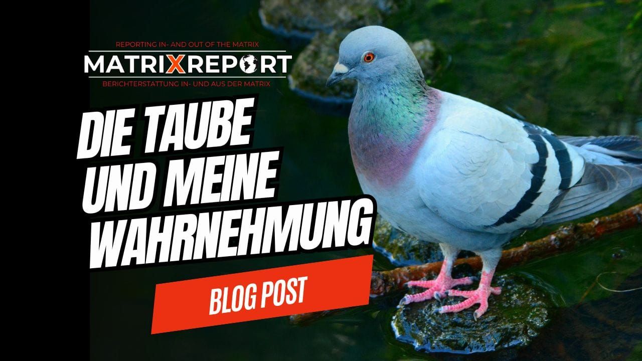 Wie wir das Leben mit unserer Wahrnehmung unterstützen können feature image