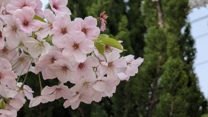 Fleurs de Cerisiers (édition 2026)