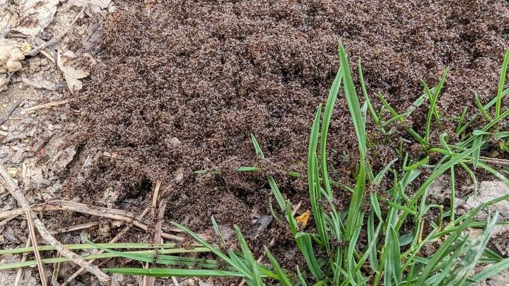 Des fourmis… Beaucoup de fourmis…
