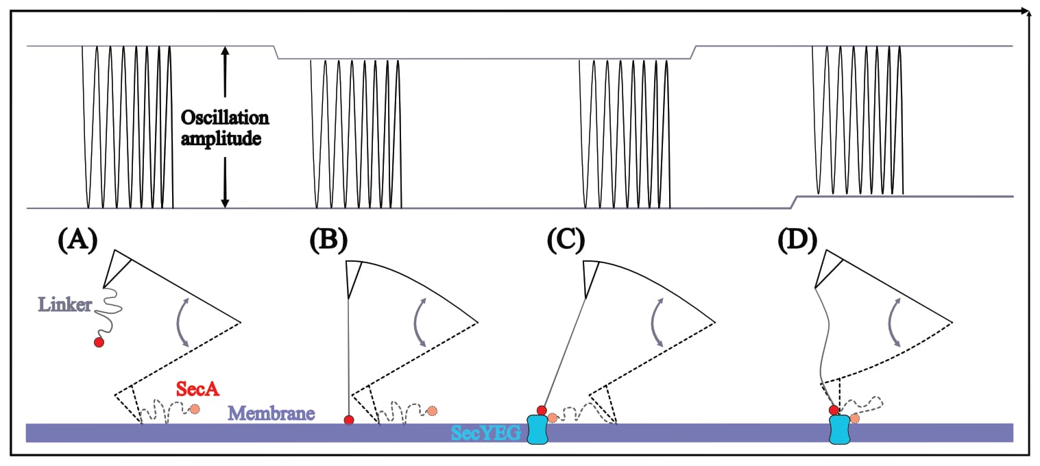 Figure 4: Dampening of cantilever oscillation during imaging. (A) Full oscillation amplitude in the absence of both surface protrusion and interaction. (B) Dampening of top-half oscillation during SecA-membrane interaction; no surface protrusion. (C) Suggested lateral oscillation dampening in close proximity of membrane-embedded SecYEG, no protrusion at cantilever position. (D) Dampening of only bottom-half oscillation, due to SecYEG surface protrusion; linker not fully stretched during upwards movement, due to SecA’s elevated position on top of SecYEG. Note: Sketch not to scale.