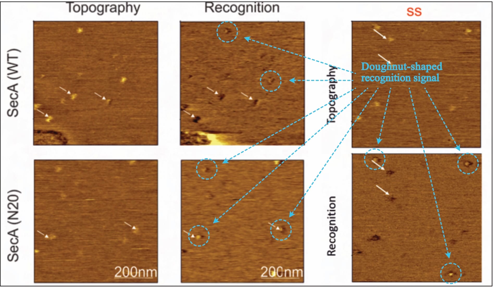 Figure 5: A doughnut-shaped recognition signal is visible in all provided TREC recordings (edited after Fis, 2018, pp. 51, 60).