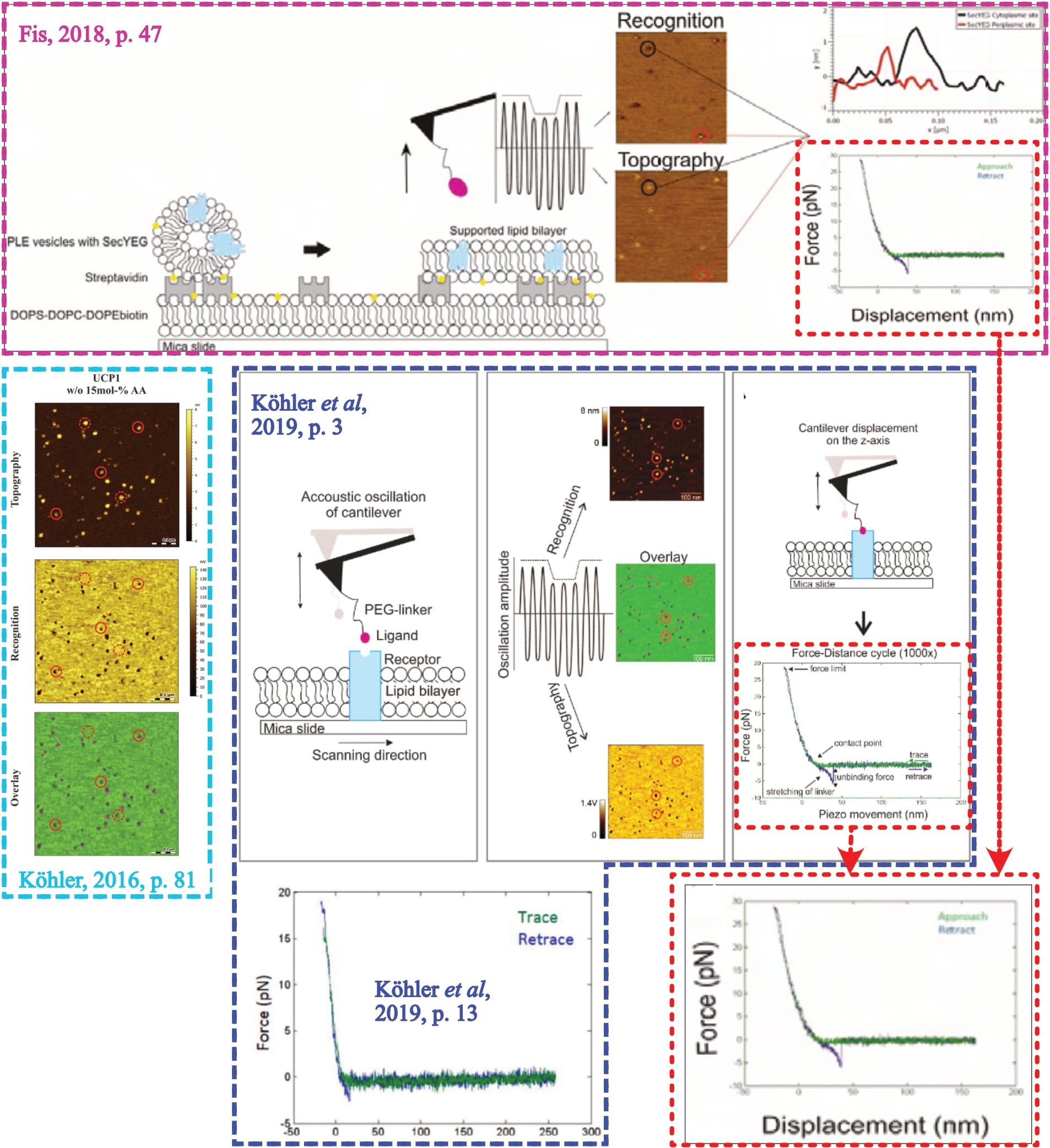Figure 6: Fis’ only shown force spectroscopy curve is once presented as the SecYEG-SecA interaction (pink frame) in one document (Fis, 2018). In another document (Köhler et al., 2019), it is presented alongside the UCP1-ATP interaction, and another result is used as an example for the SecYEG-SecA interaction (dark blue frame). Only the re-used curve shows a parabolic curve (edited after Köhler, 2016; Fis, 2018; and Köhler et al.., 2019).