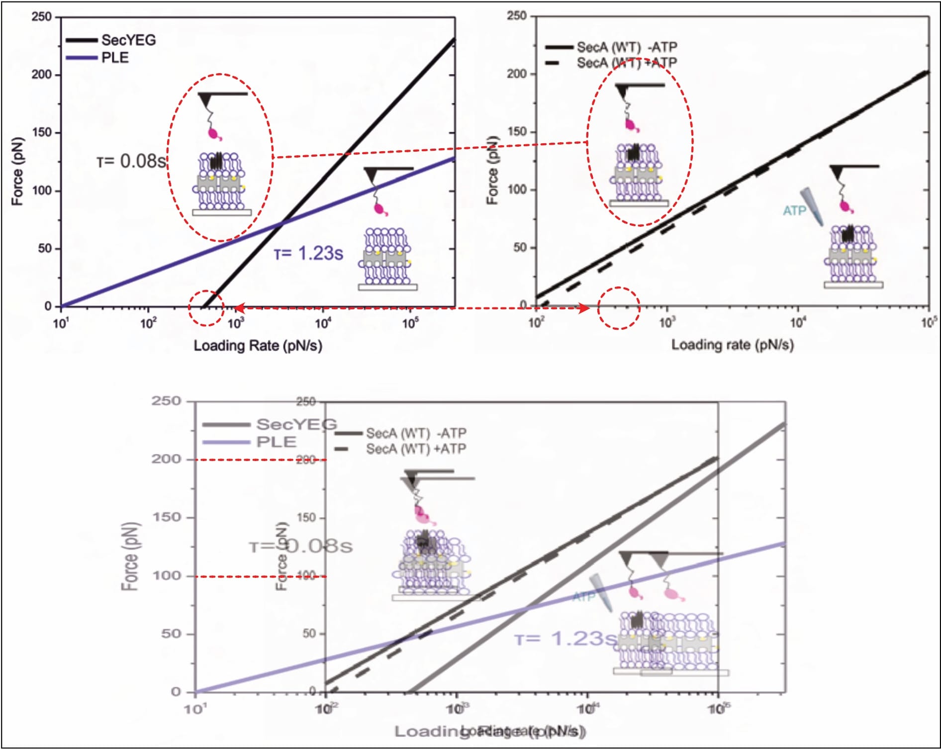 Figure 8: Diverging results for the same experiment presented (edited after Fis, 2018, pp. 50, 52). The continuous black lines in both panels detail the SecA-SecYEG interaction (without surrounding ATP). Bottom panel shows an overlay of both graphs, digitally stretched to identical scale (for ease of comparison). Note: The accompanying descriptions have different naming conventions in the graphs, but the graphical inlays and the accompanying text clarify identical measurement conditions.