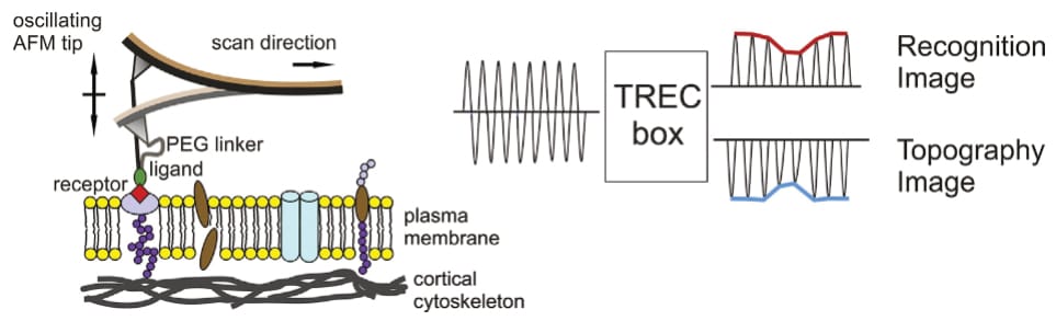 Figure 8: TREC principle visualised (after Chtcheglova & Hinterdorfer, 2018). A functionalised cantilever’s oscillation is observed to record two aspects of a sample surface. Topographical information is extracted from the lower half of the oscillation, molecular recognition events from the upper half.