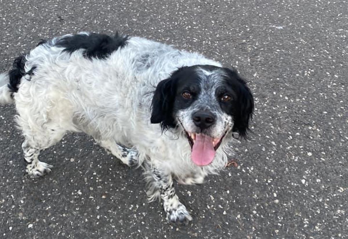 Il cane Ugo divide il gruppo Facebook cittadino