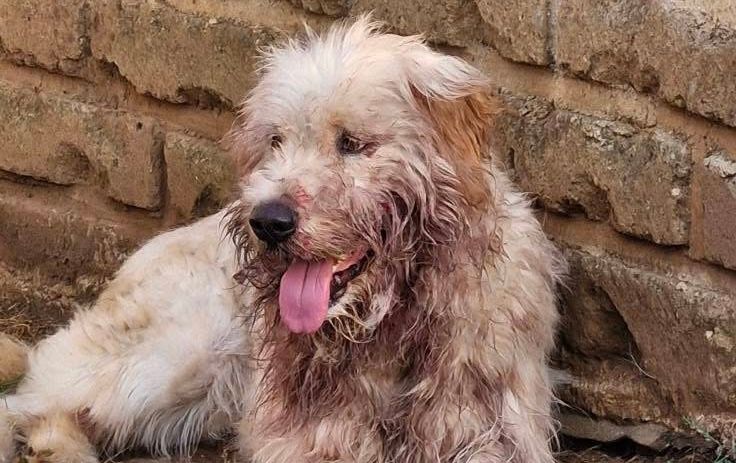 Cani incustoditi, allarme ignorato: cittadini in rivolta, il Comune (e la minoranza) tace