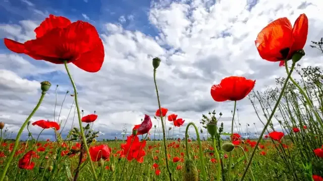 80° anniversario della Liberazione, a Monterosi ancora nessuna comunicazione