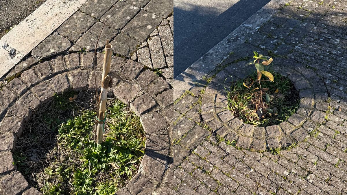 Via Carlo Alberto dalla Chiesa: un progetto verde che non decolla