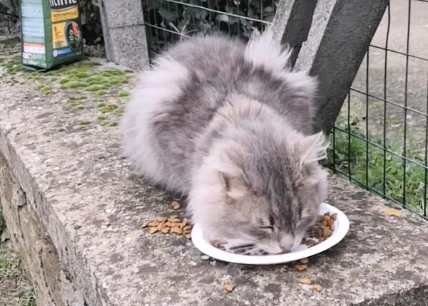 Una cittadina salva un gatto dalla fame: “i randagi sopravvivono grazie alla sensibilità di pochi”