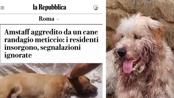 Monterosi sotto i riflettori: “Amstaff aggredito da un cane randagio”, la denuncia finisce su La Repubblica