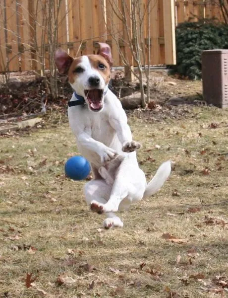 Happy dog