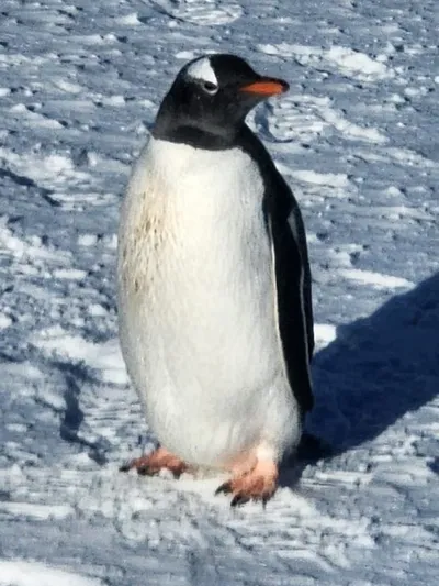 Nathan Panagos profile image