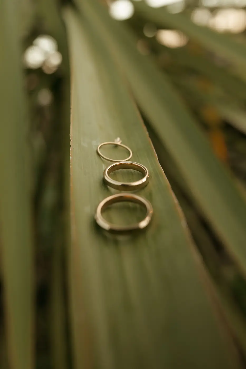 Gold wedding rings arranged artistically on a green tropical leaf.