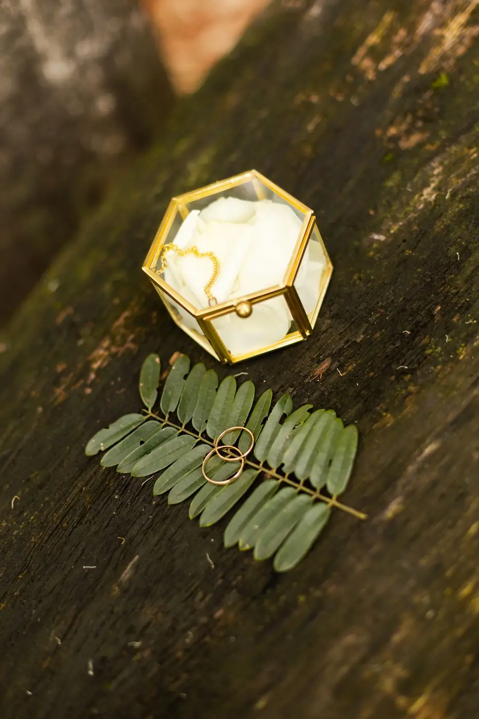 Close-up of wedding rings on a leaf with elegant box in São Paulo setting.