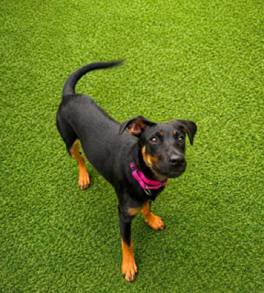 This is Wifi, Buddy and Friends featured adoption/foster of the week.