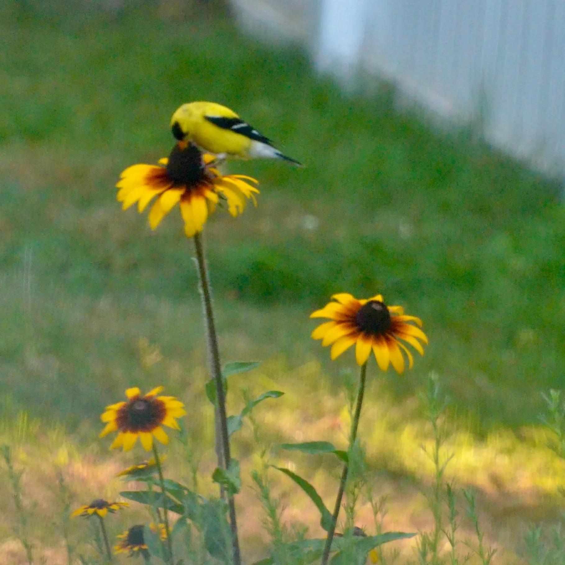 Goldfinch eating black-eyed susan seeds - photo credit Nicole Lydic