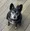 Pet of the Week