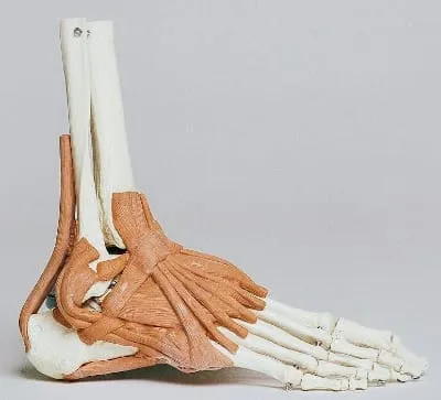 brown and white skeleton foot