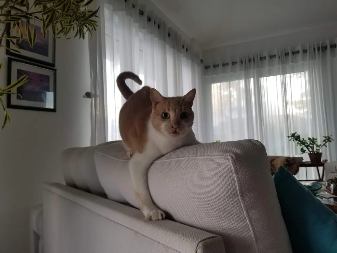 Playing with Lucky