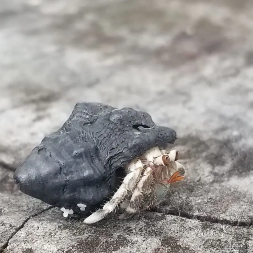 Hermit Crabs