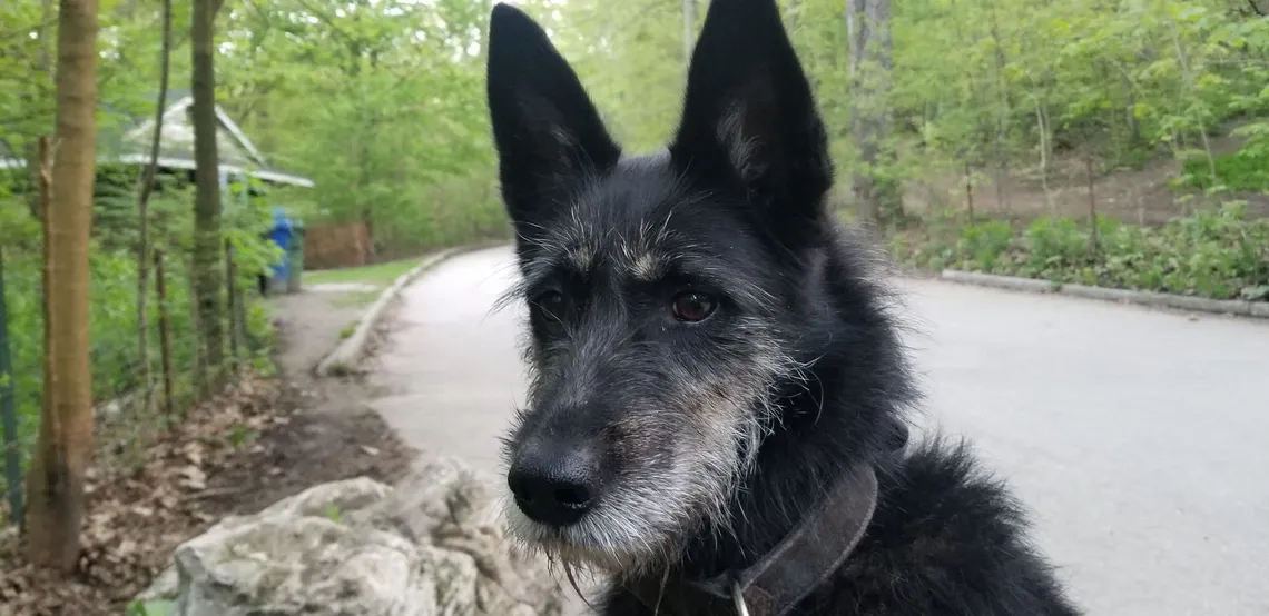 Thank god for dogs