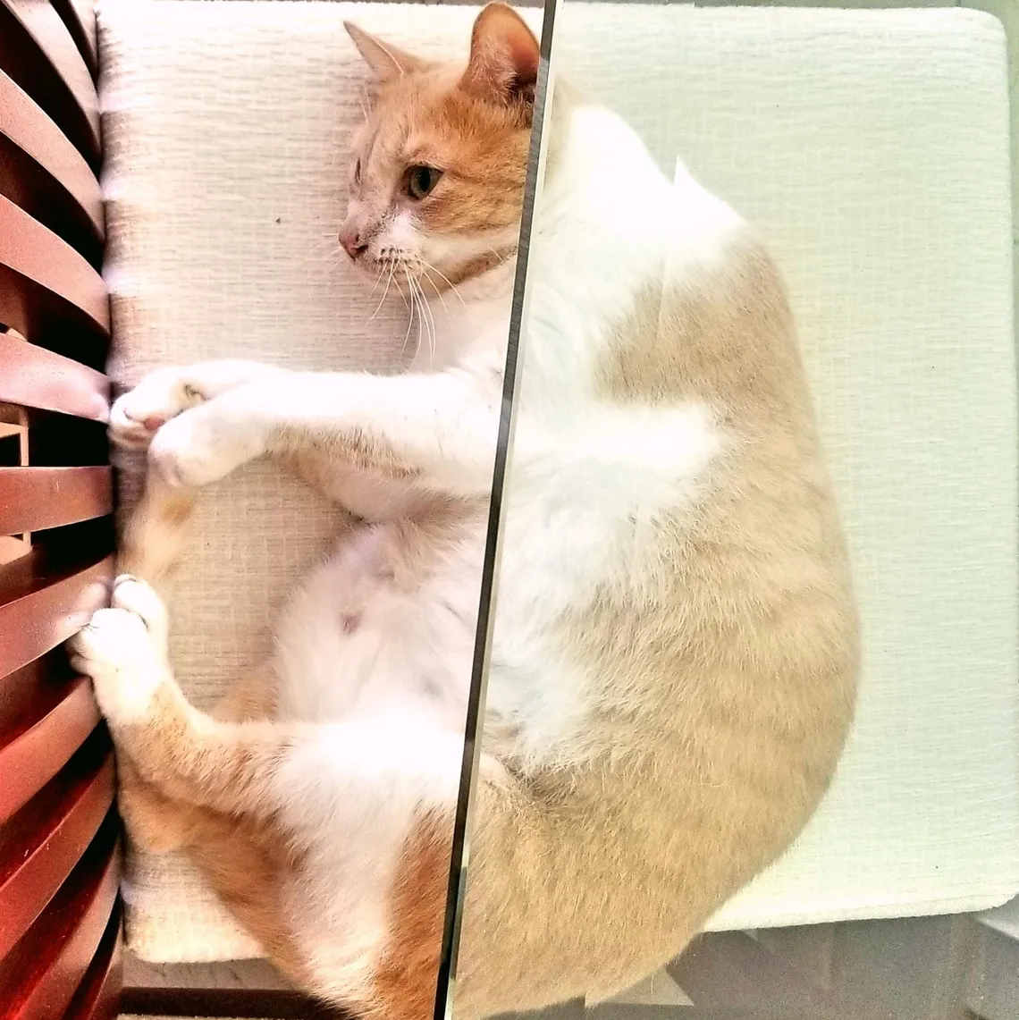 Cats of Cabarete