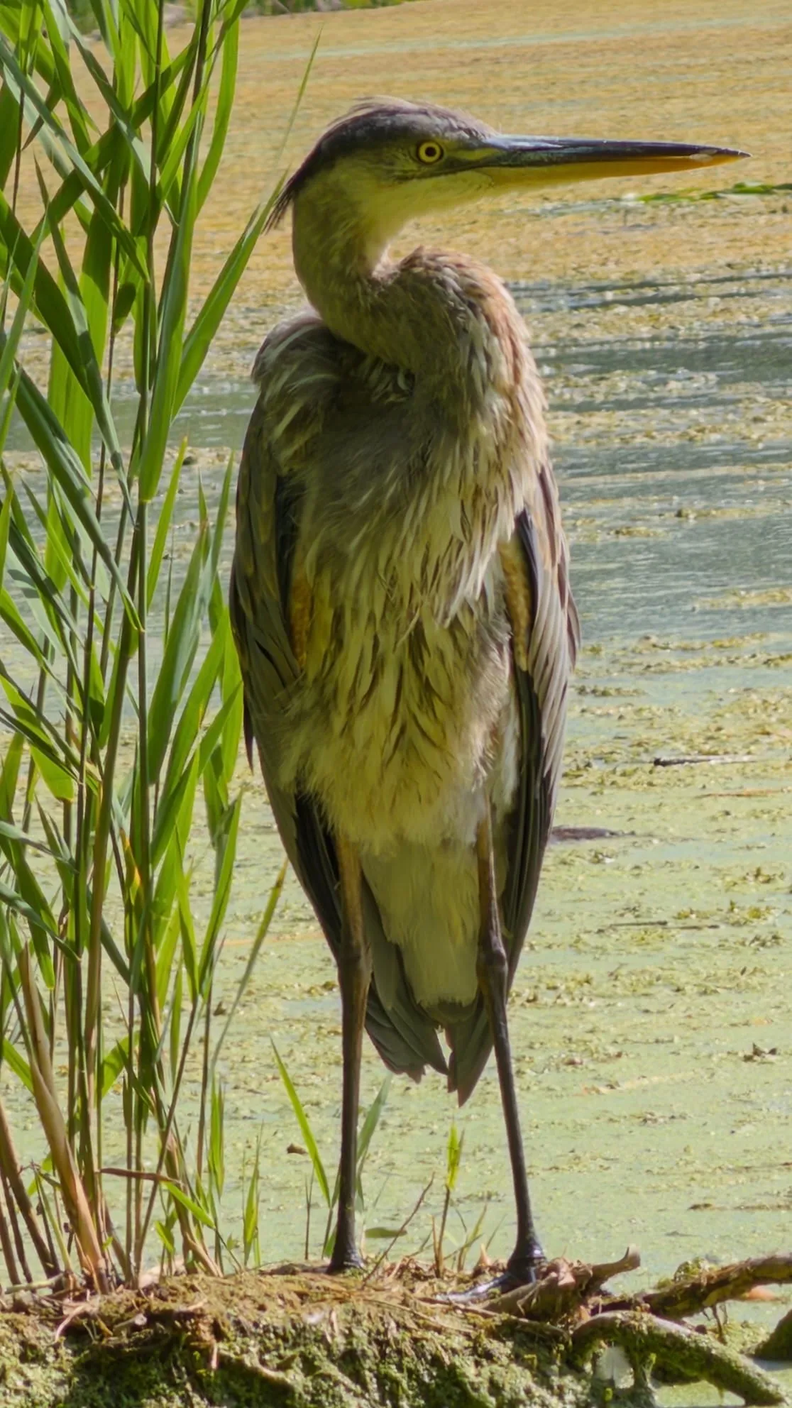 A Great Blue Heron in High Park