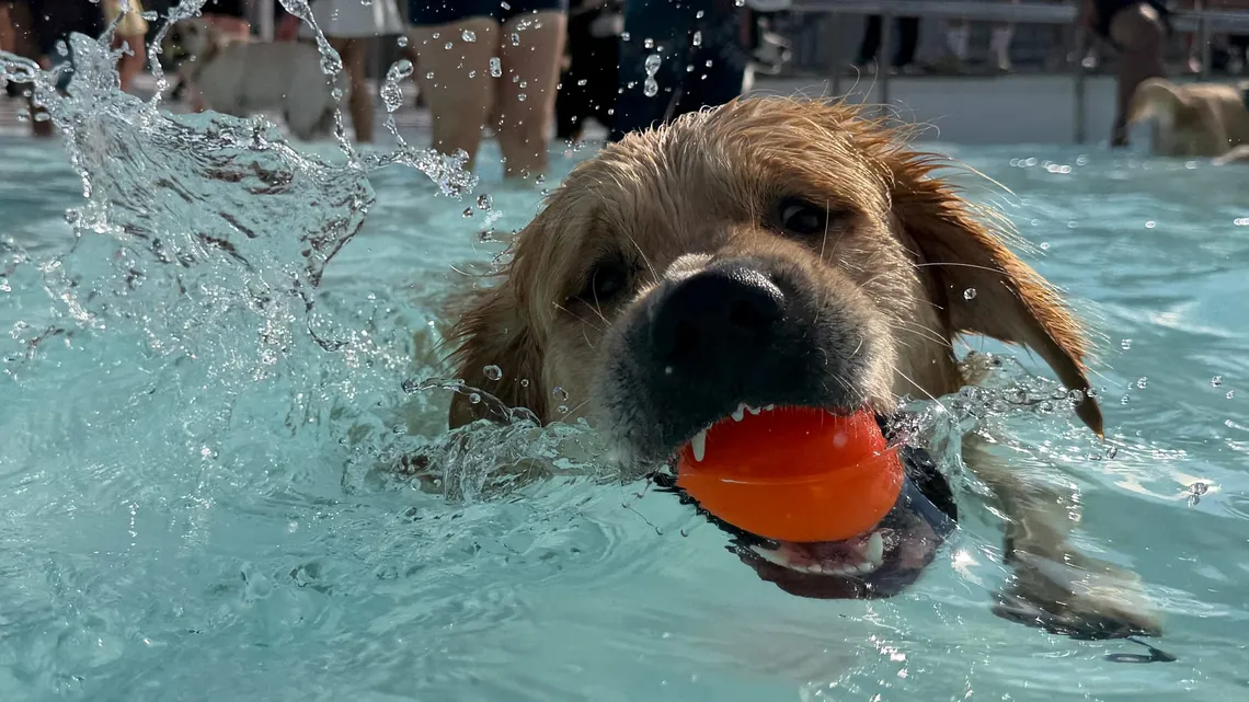 Dog Swimming at High Park