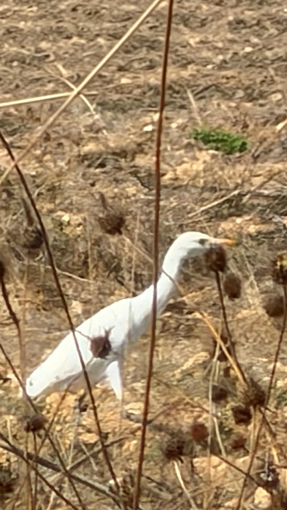 Gillan in Portugal