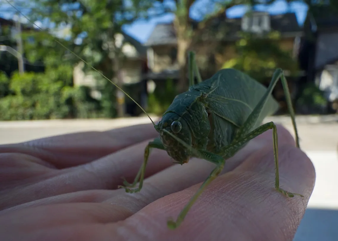 Lovely katydid did came to say hello.