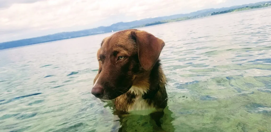 Coco the Dog