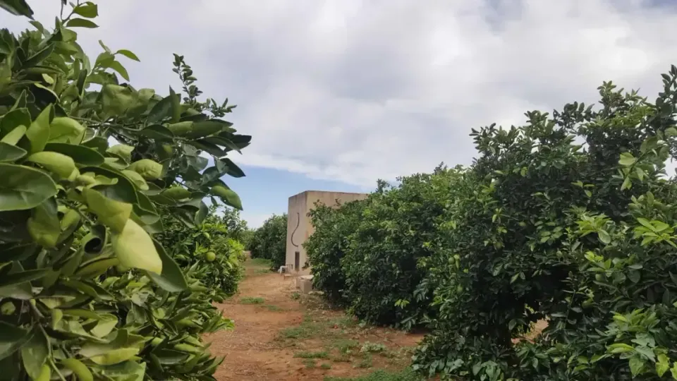 Orange Grove Tool Sheds & Utility Boxes of Oliva, Spain