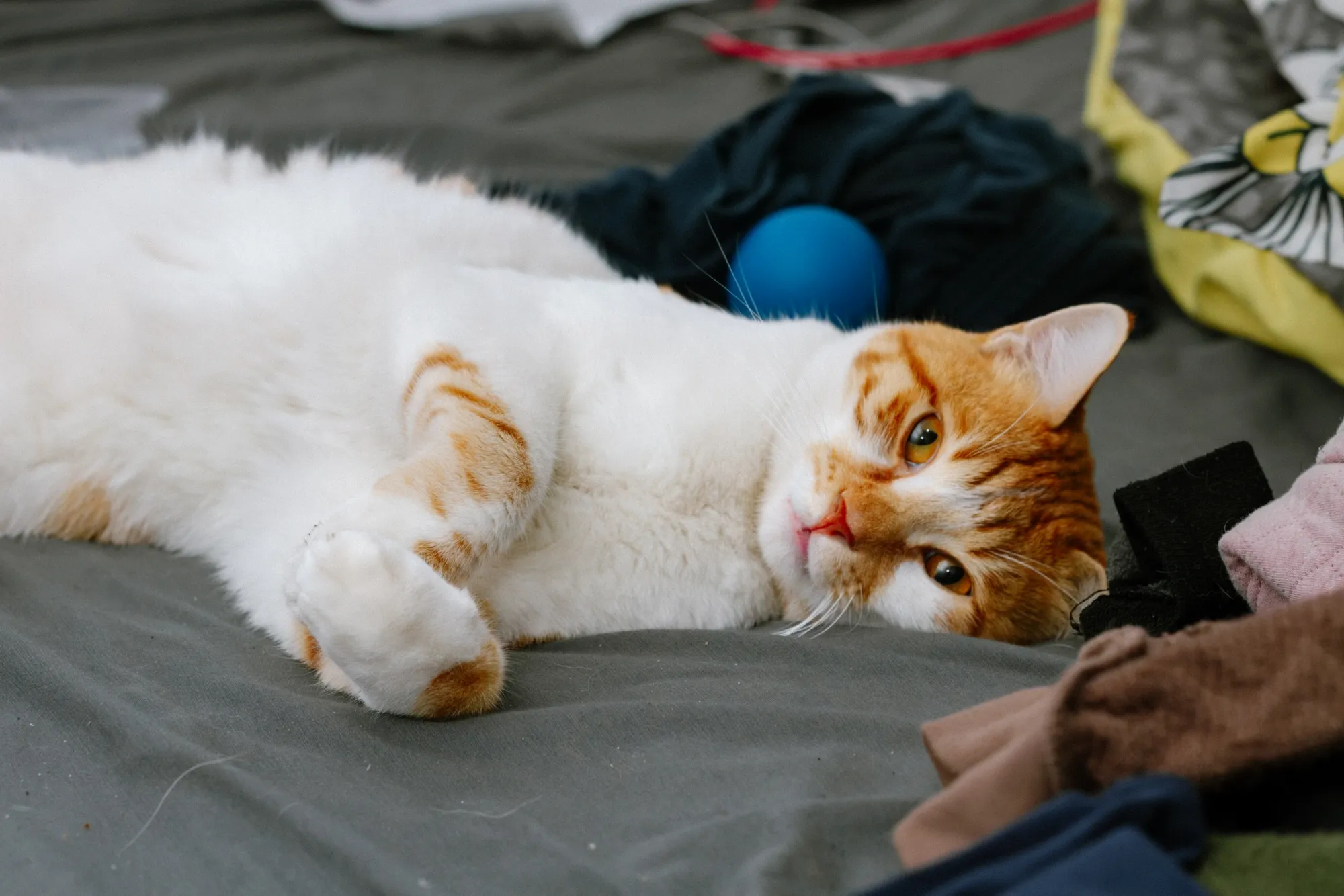 Our Cat Cookie