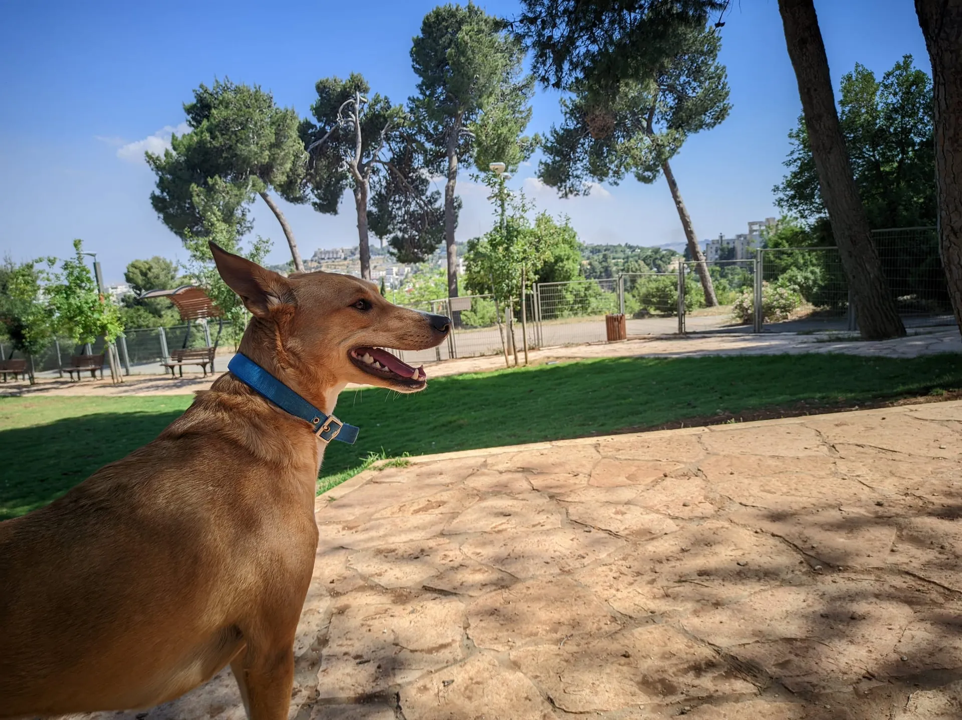 Honey at the doggo park