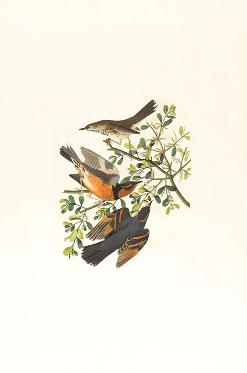 illustration