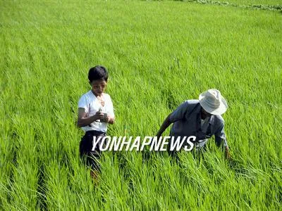 '복토직파' 北농장 벼 작황조사 '복토직파' 北농장 벼 작황조사