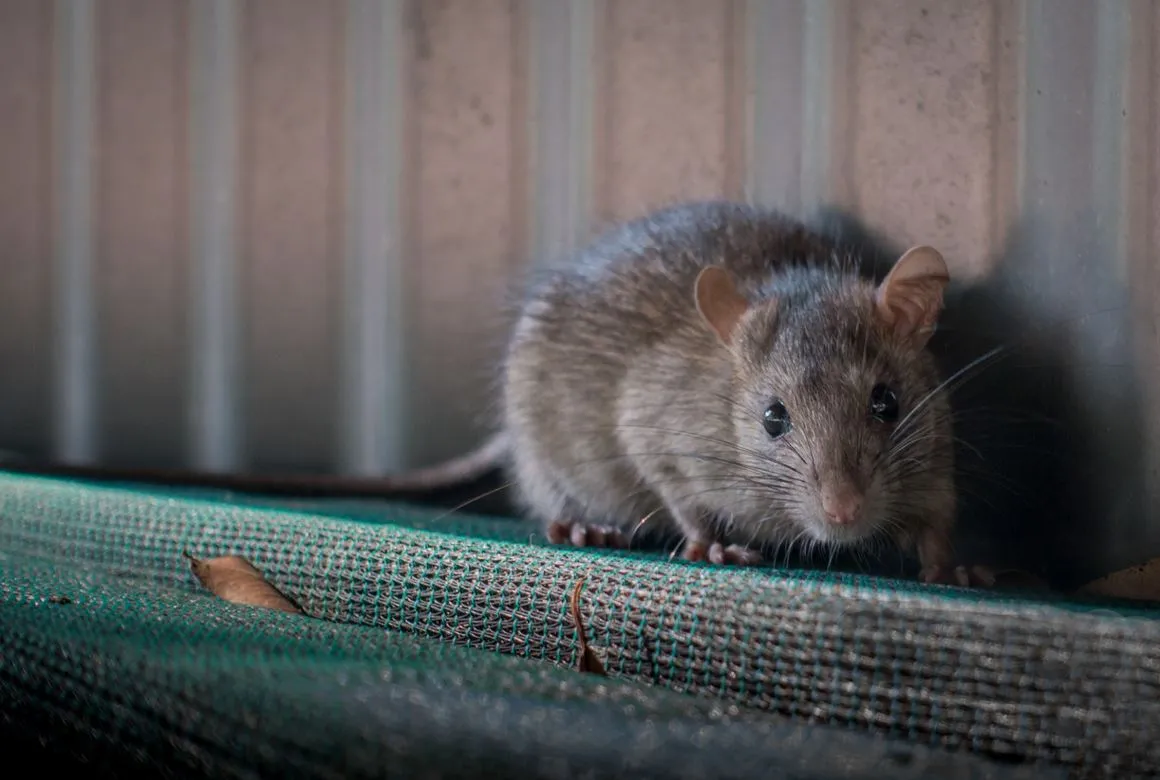 Rat Dans La Maison