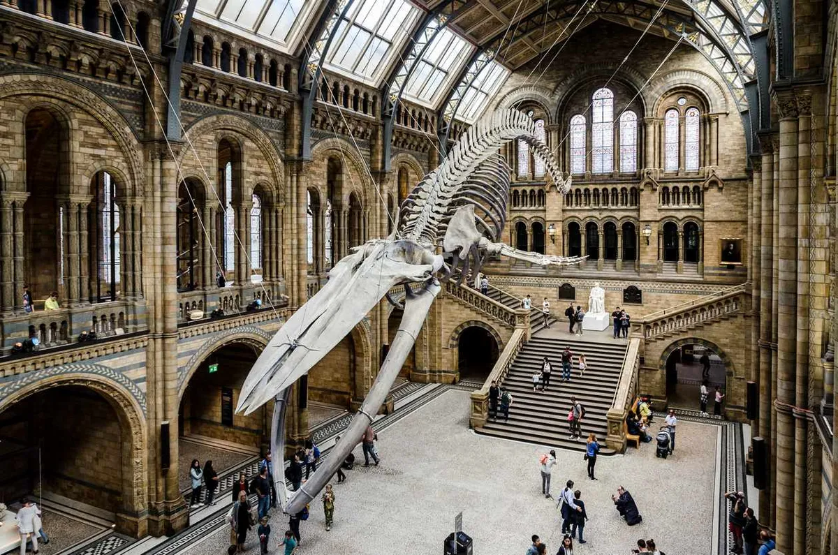 Musée Sciences Naturelles Londres