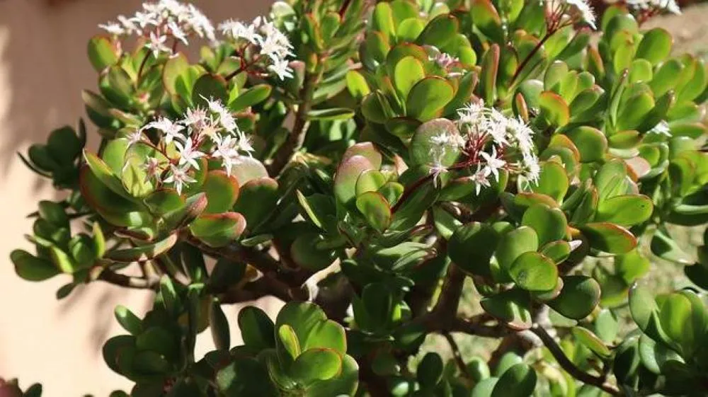 Cultiver Arbre De Jade