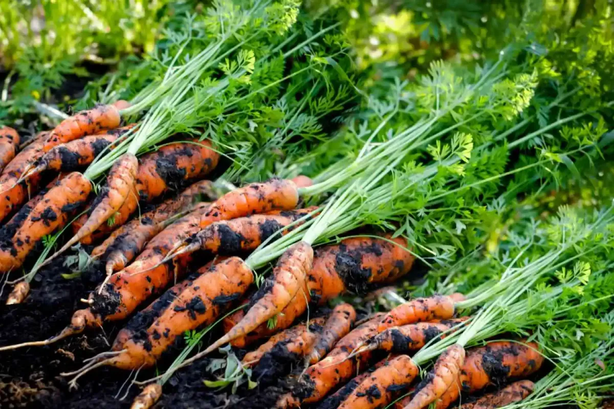 Des carottes fraichement sorties de terre