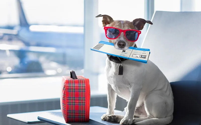 3 conseils pour préparer votre animal de compagnie à voyager en avion Image de l’article