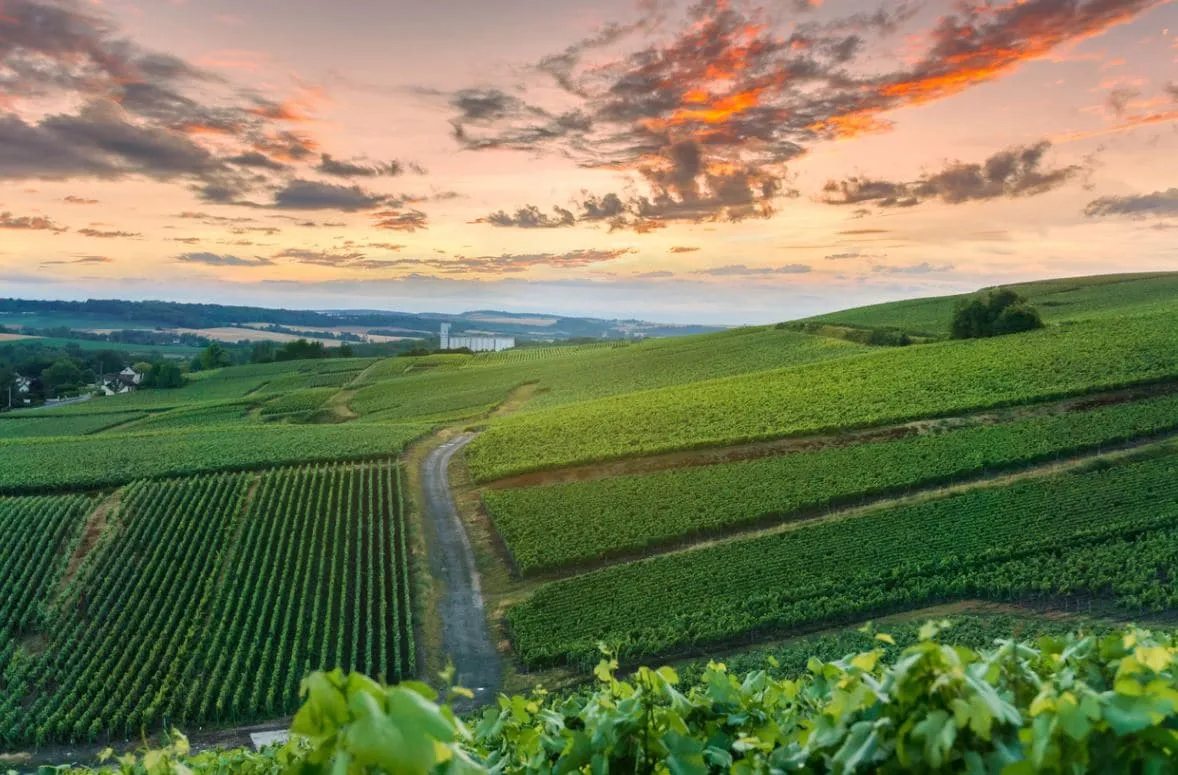 La route du Champagne, une expérience à vivre Image de l’article